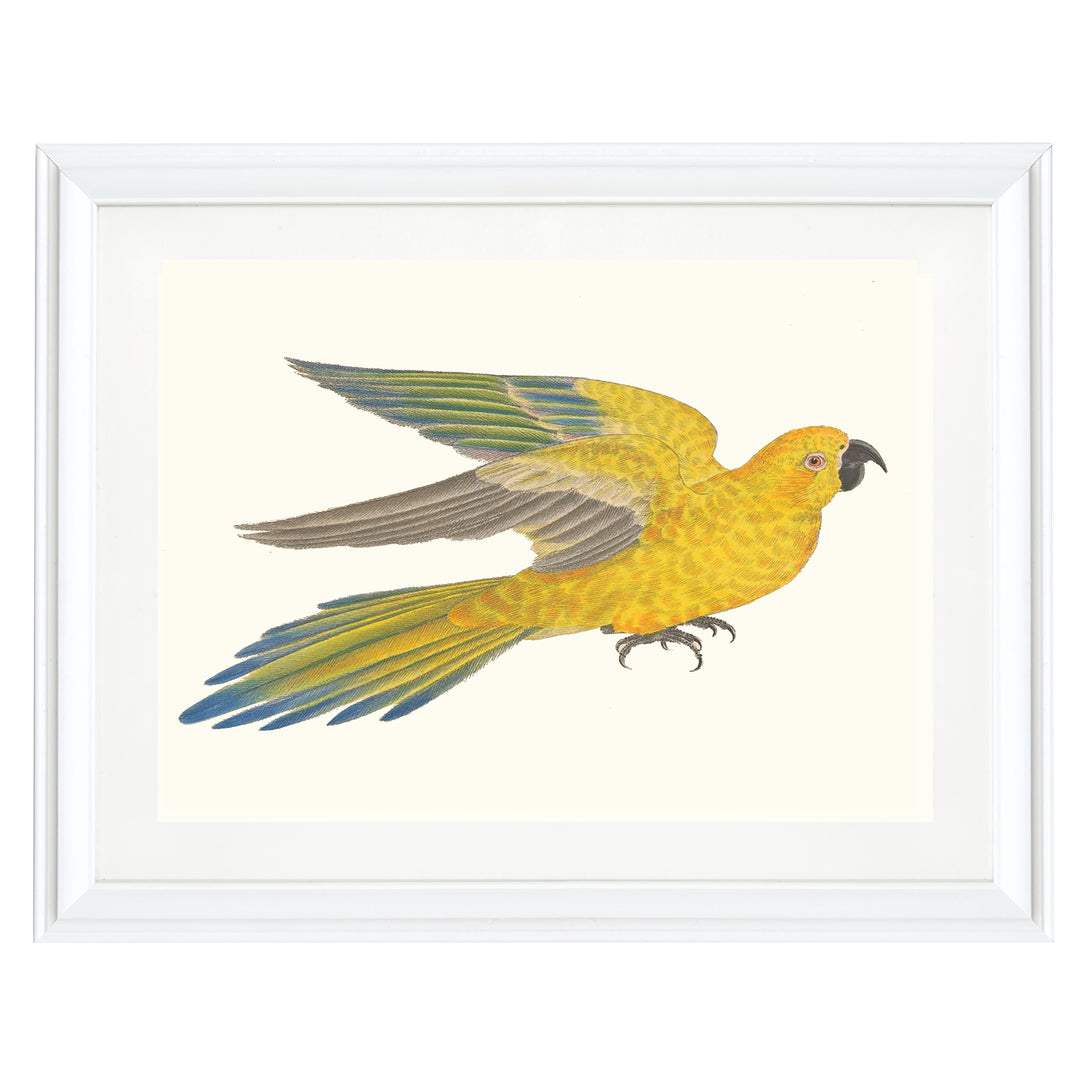 Sulphur-breasted Parakeet Art Print