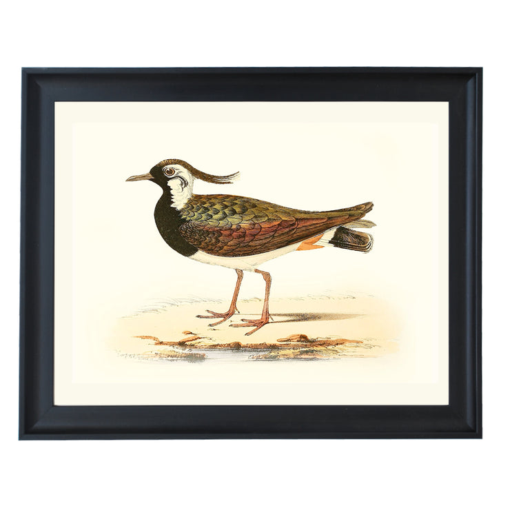 Northern Lapwing Art Print