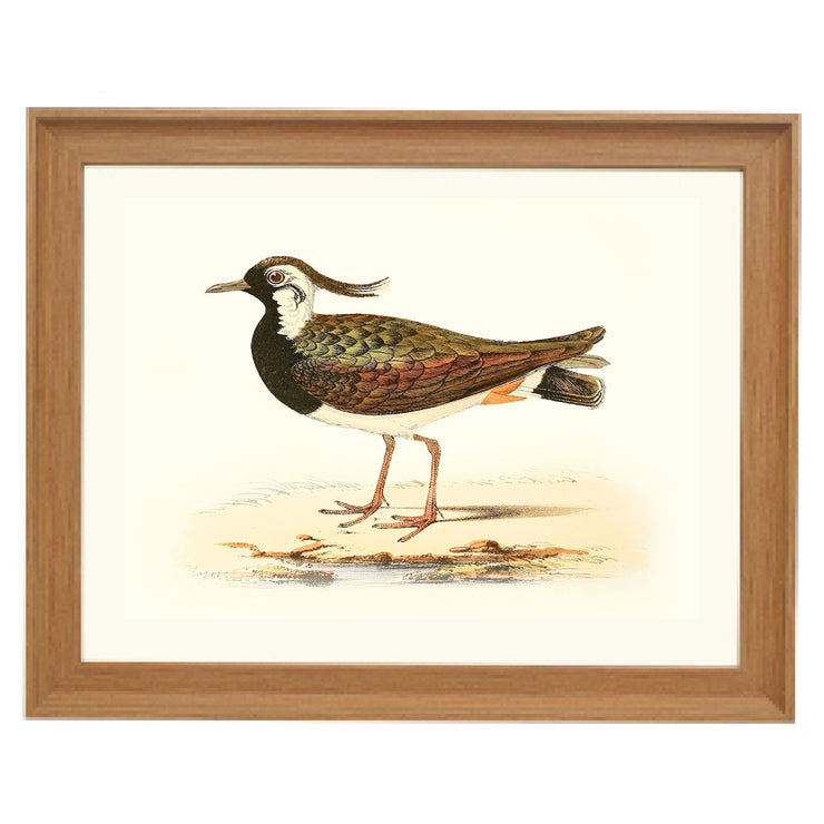 Northern Lapwing Art Print