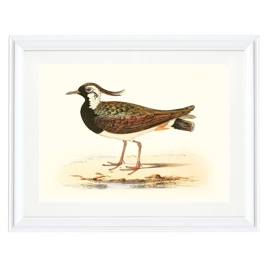 Northern Lapwing Art Print