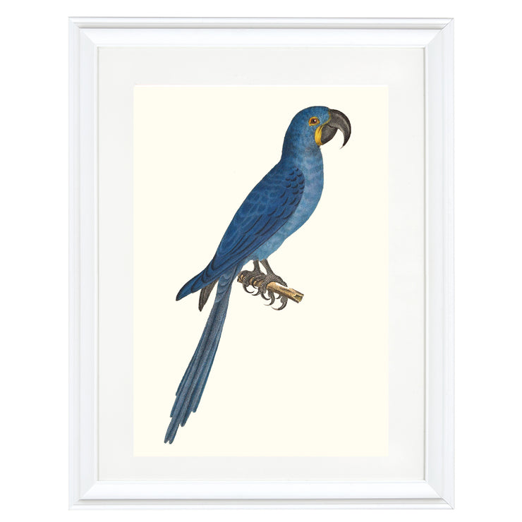 Glaucous Macaw Art Print