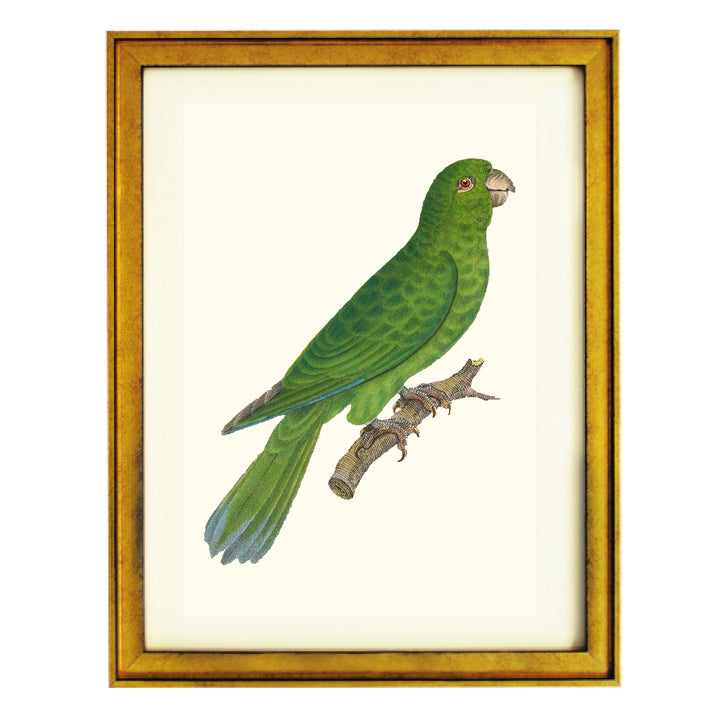 Grey-cheeked Parakeet Art Print