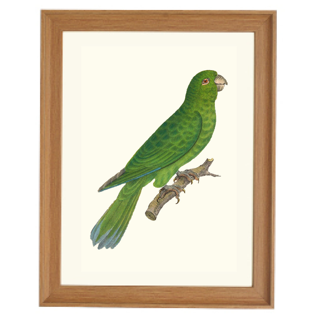 Grey-cheeked Parakeet Art Print