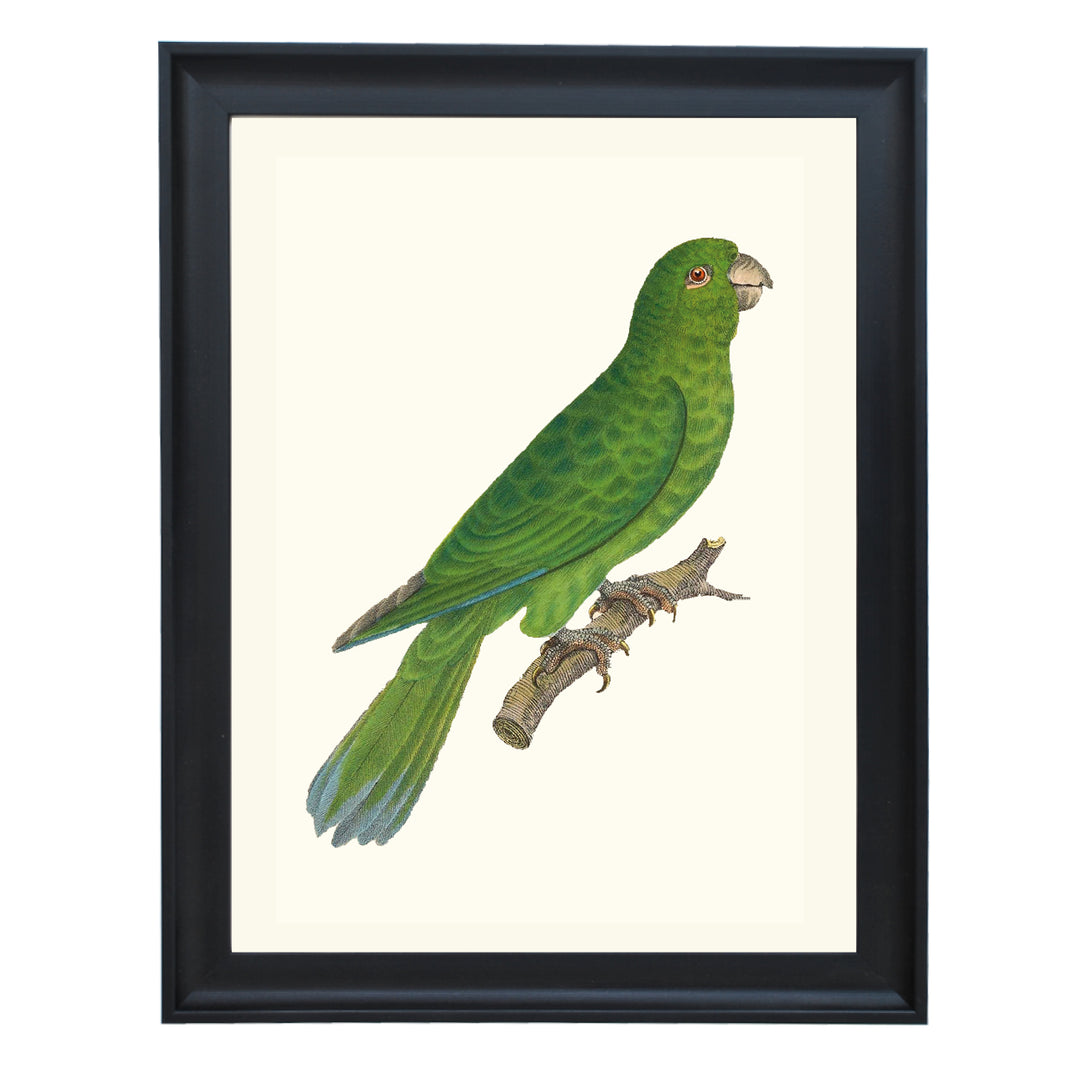 Grey-cheeked Parakeet Art Print