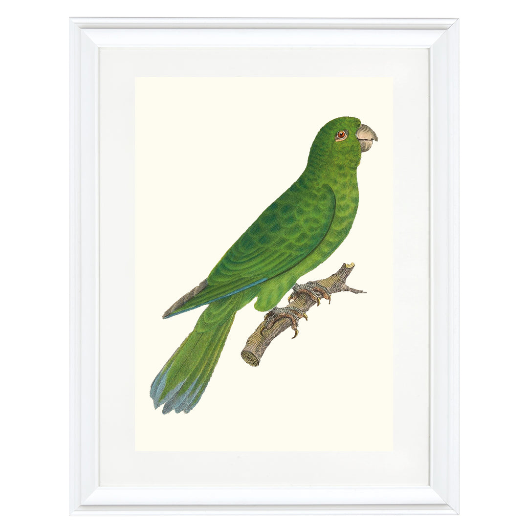 Grey-cheeked Parakeet Art Print