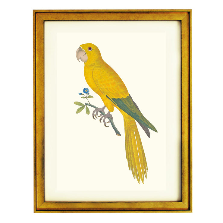 Carolina Parakeet Art Print