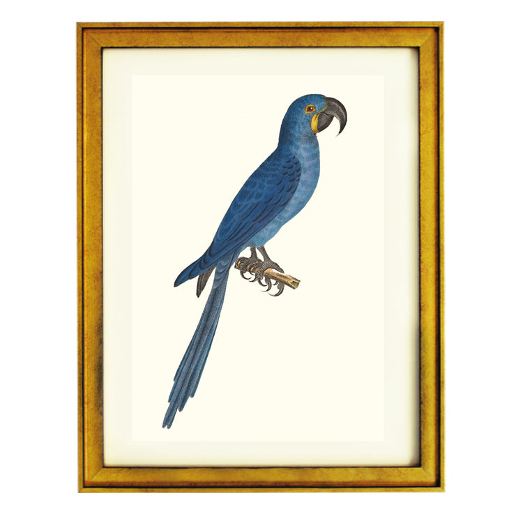 Glaucous Macaw Art Print