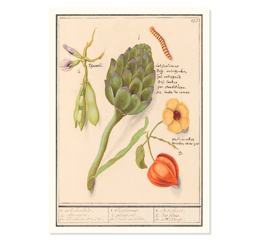 Botanical Tableau 17th Century Dutch Botanical Tableau Art Print – Ikka Dukka Studio ...