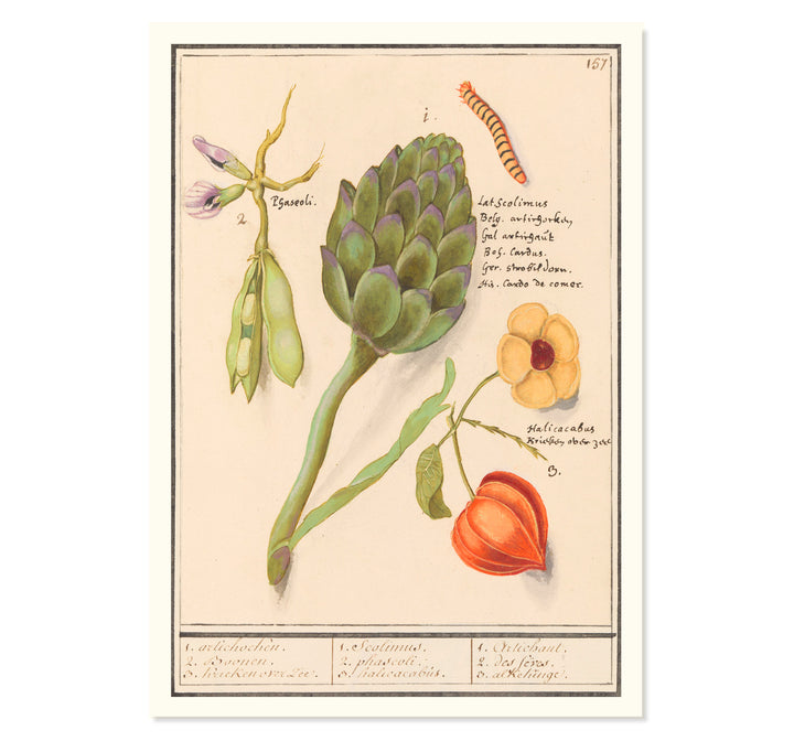 17th Century Dutch Botanical Tableau Art Print