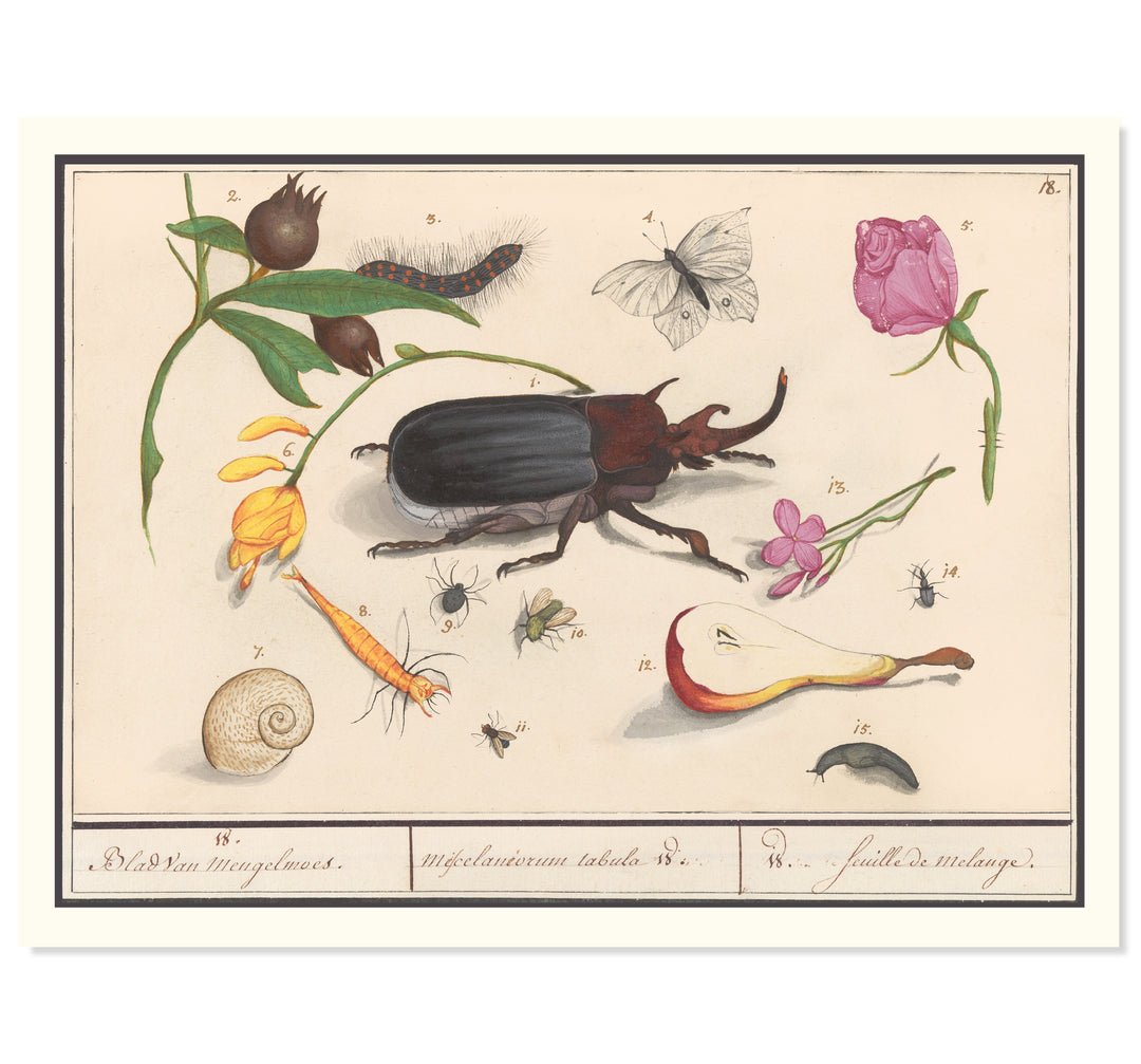 Beetles & Butterflies Art Print