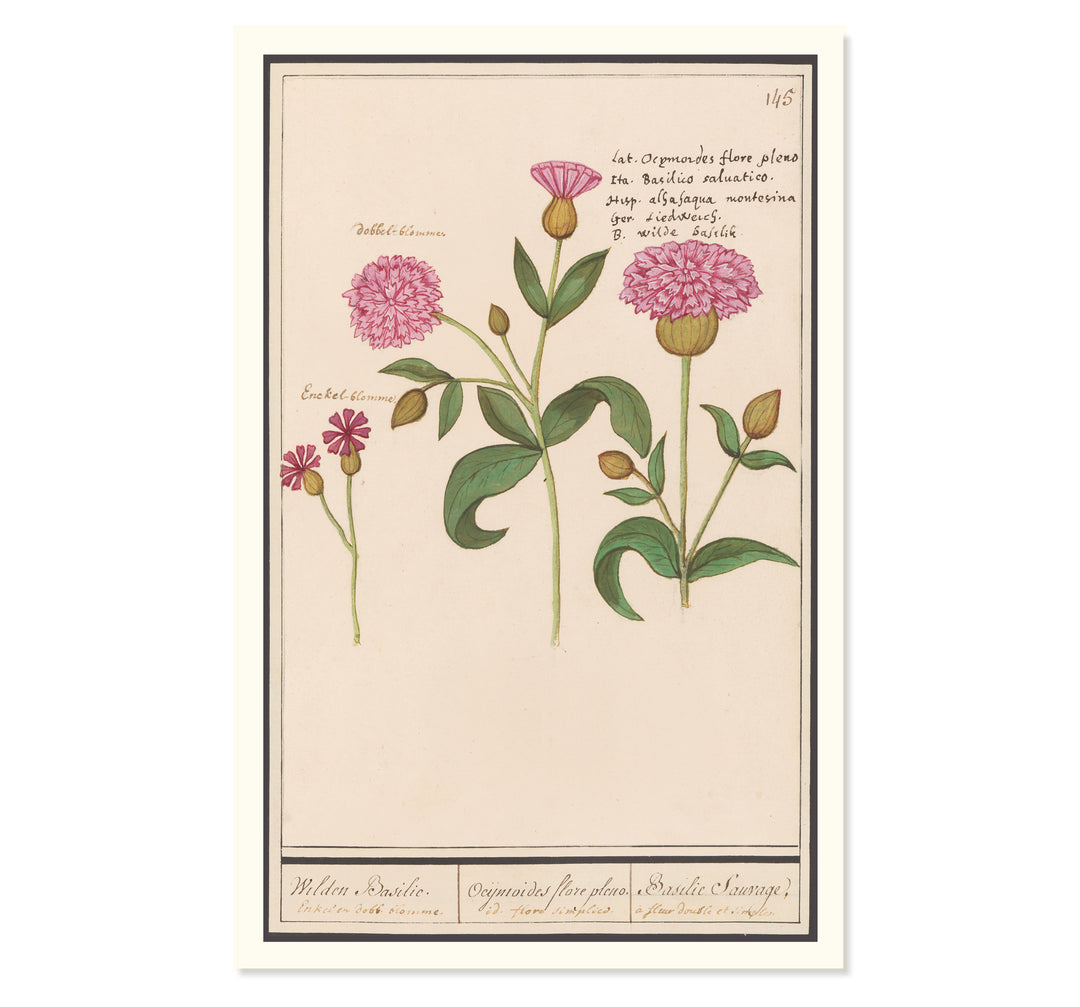 Wild Basil in Double Bloom Art Print