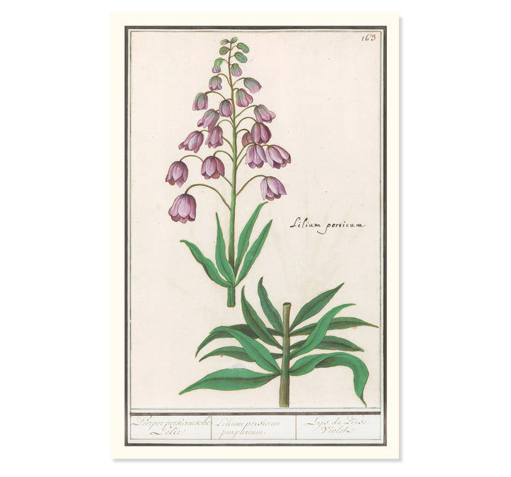 Fritillaria persica Art Print