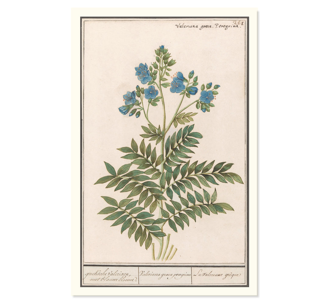 Valeriana Graeca Peregrina Art Print