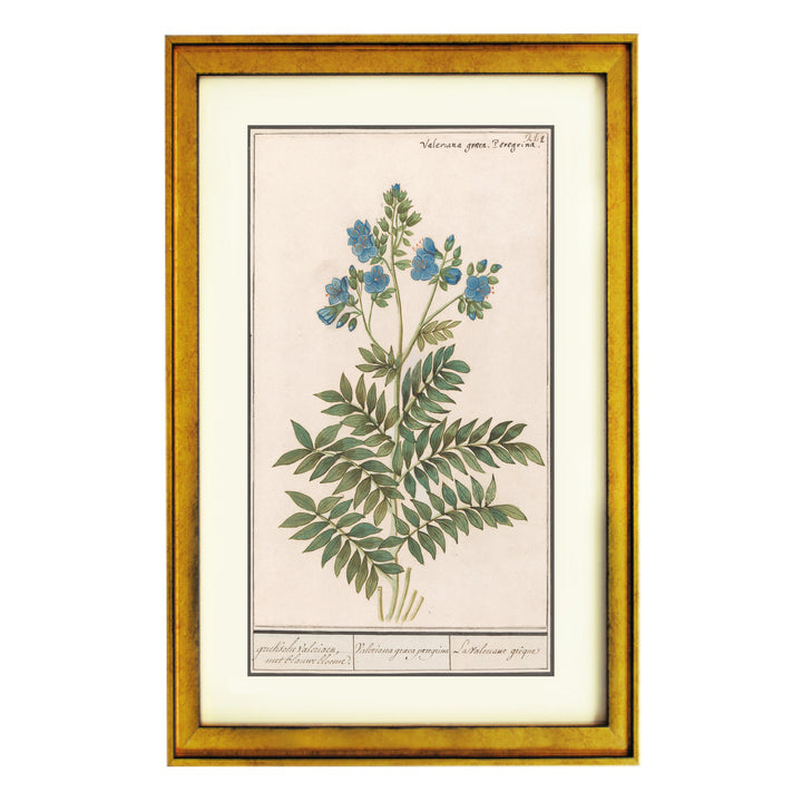 Valeriana Graeca Peregrina Art Print