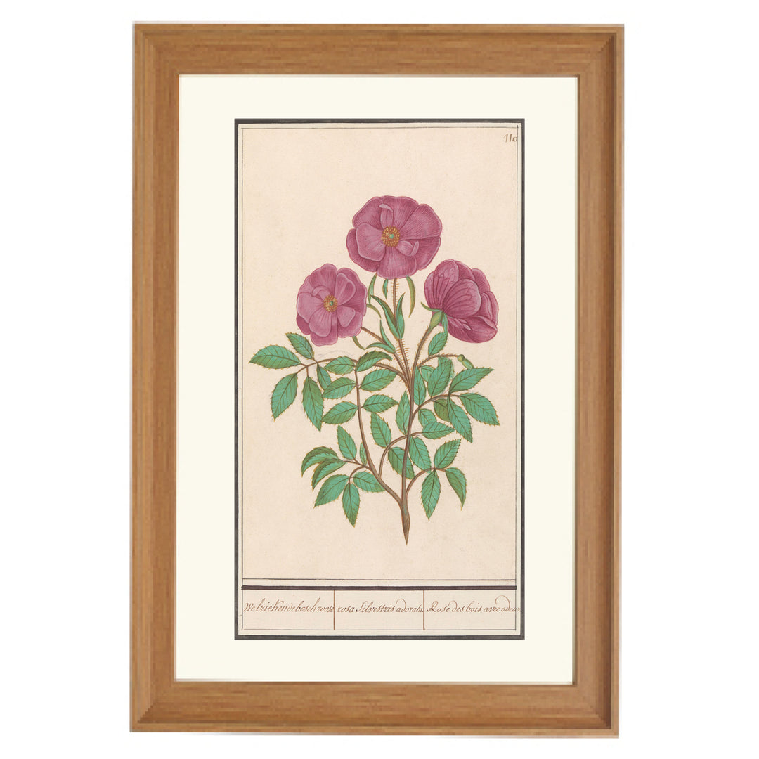 La rosa selvatica Art Print