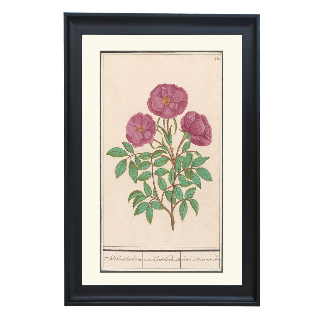 La rosa selvatica Art Print