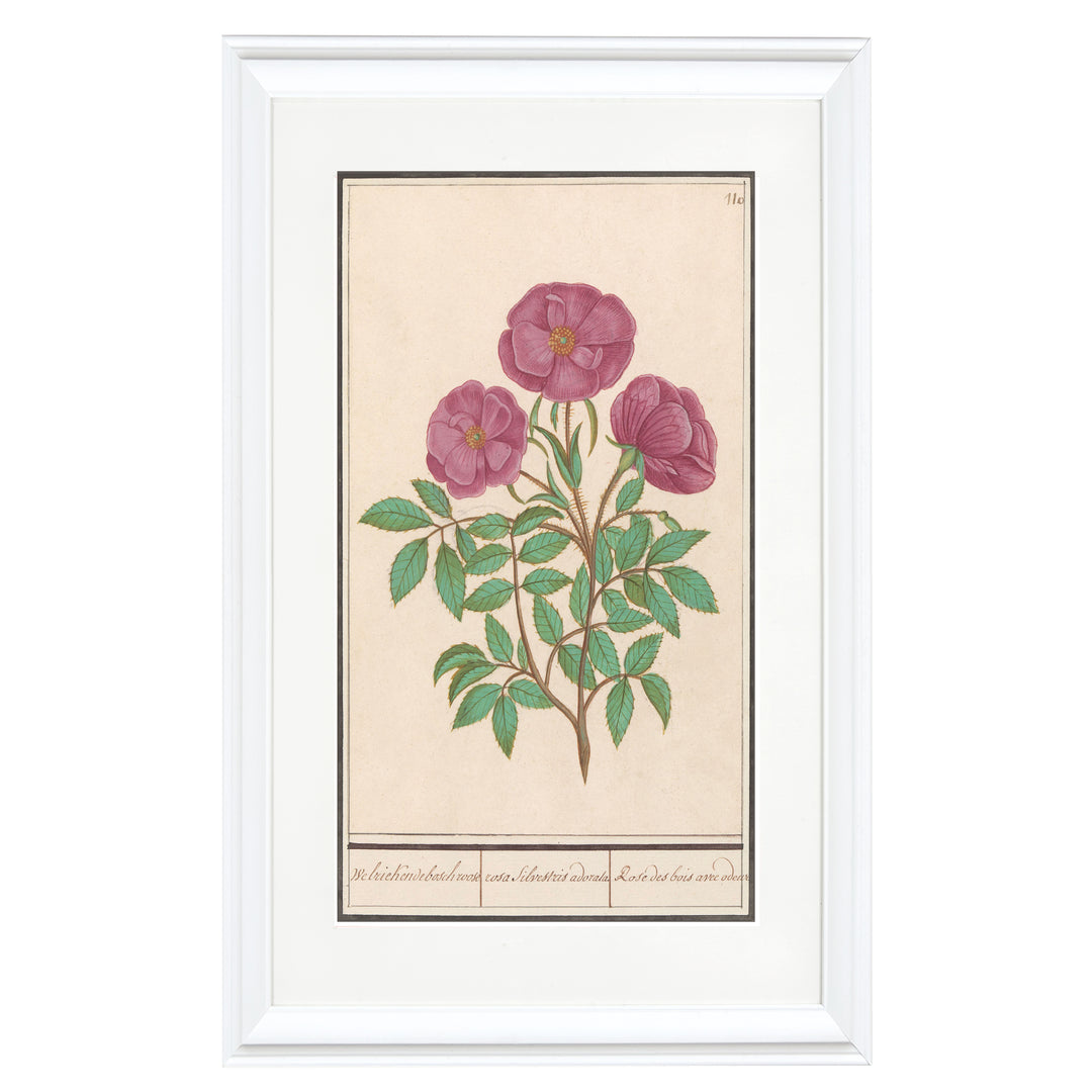 La rosa selvatica Art Print