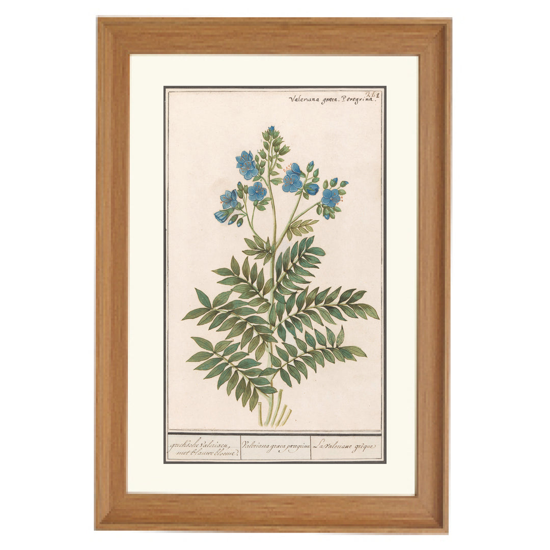 Valeriana Graeca Peregrina Art Print