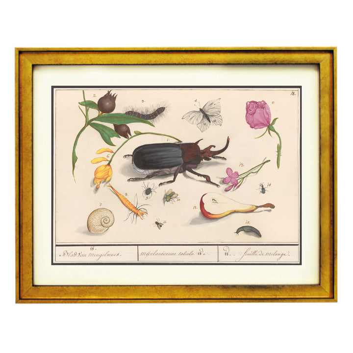 Beetles & Butterflies Art Print