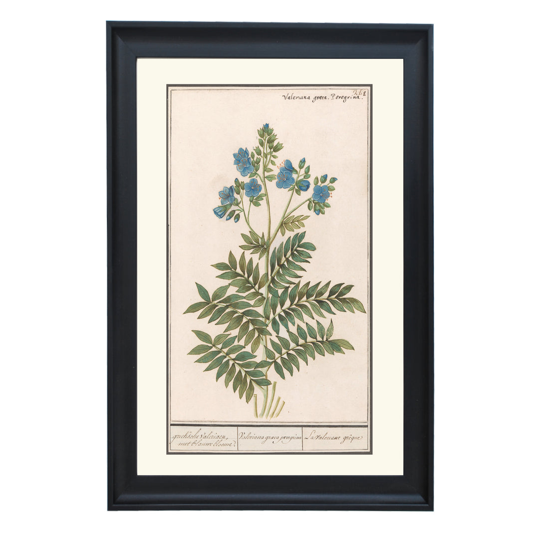 Valeriana Graeca Peregrina Art Print