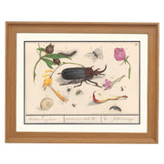 Beetles & Butterflies Art Print