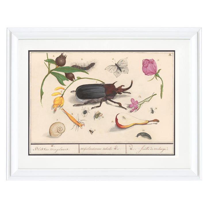 Beetles & Butterflies Art Print