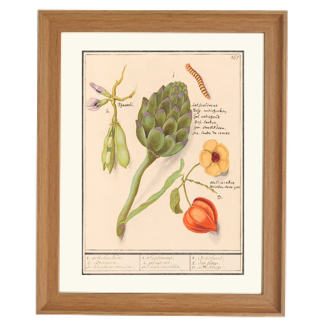 17th Century Dutch Botanical Tableau Art Print