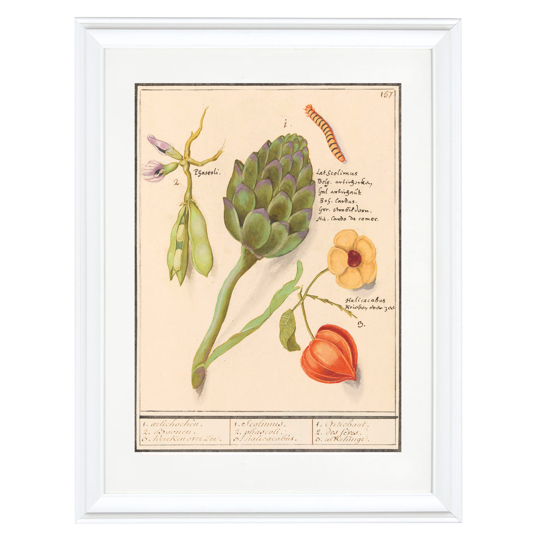 17th Century Dutch Botanical Tableau Art Print