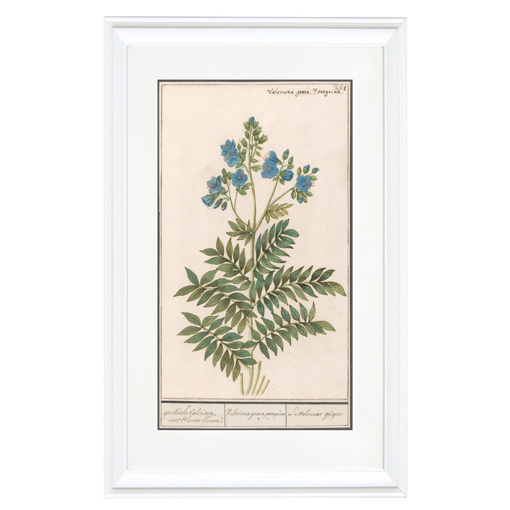 Valeriana Graeca Peregrina Art Print