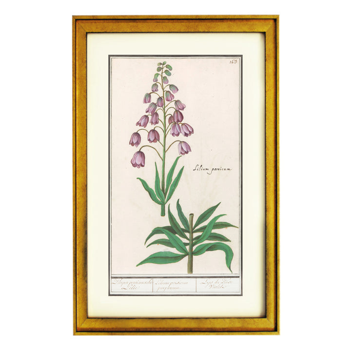 Fritillaria persica Art Print