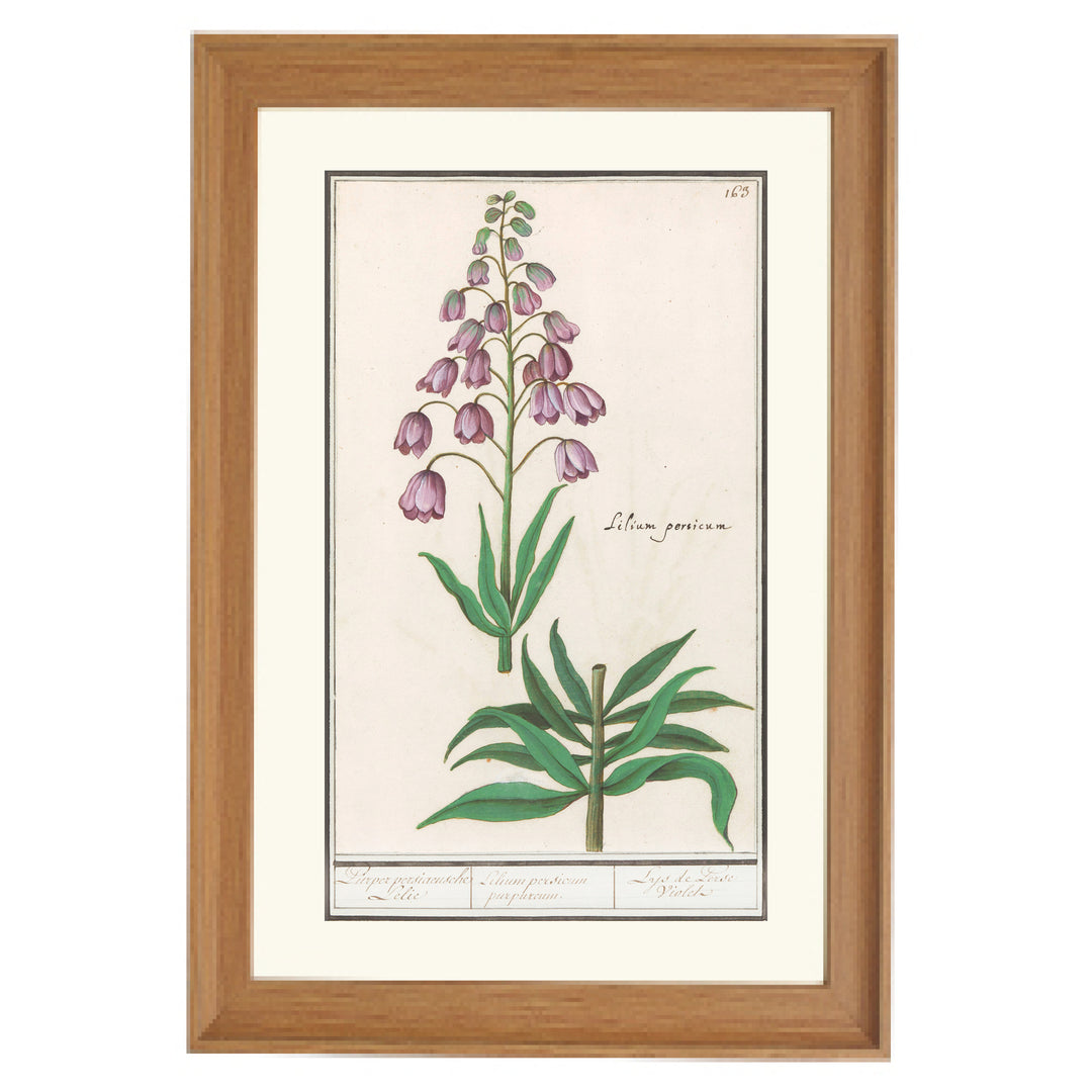 Fritillaria persica Art Print