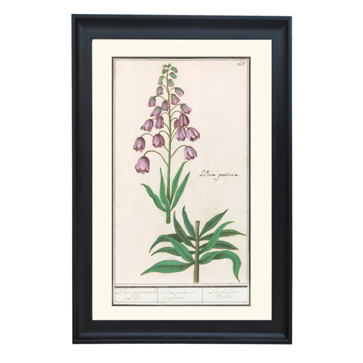 Fritillaria persica Art Print