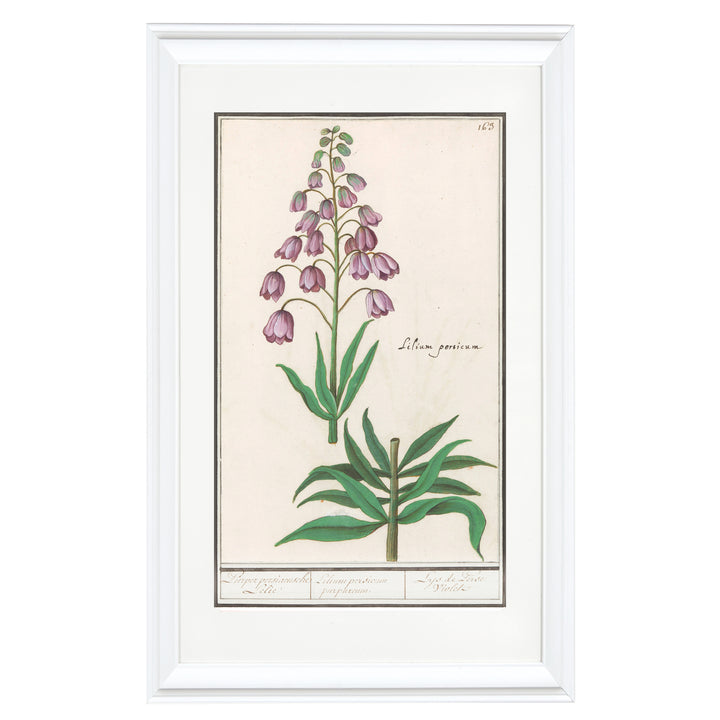 Fritillaria persica Art Print