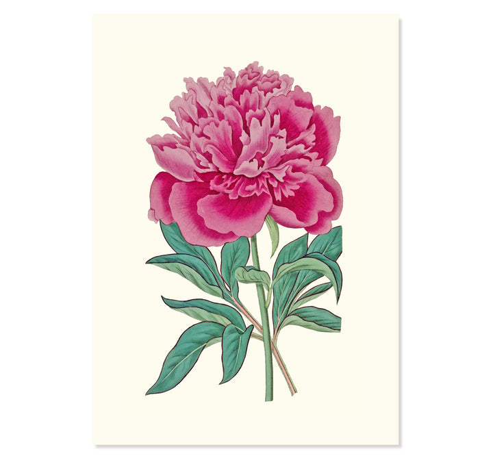 Vintage French Peony Art Print