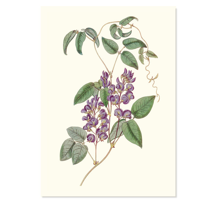 Hardenbergia Comptoniana Art Print