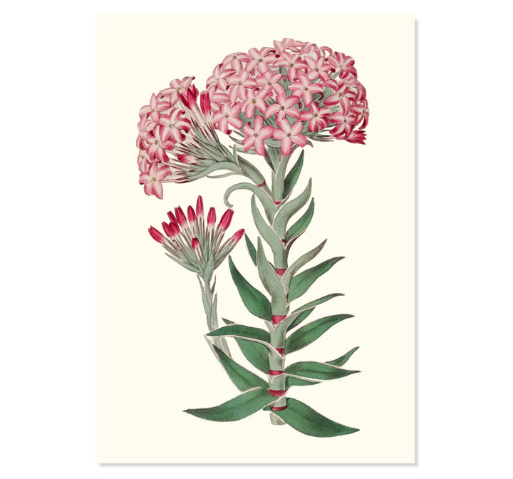 Vintage Sedum Telephium Art Print