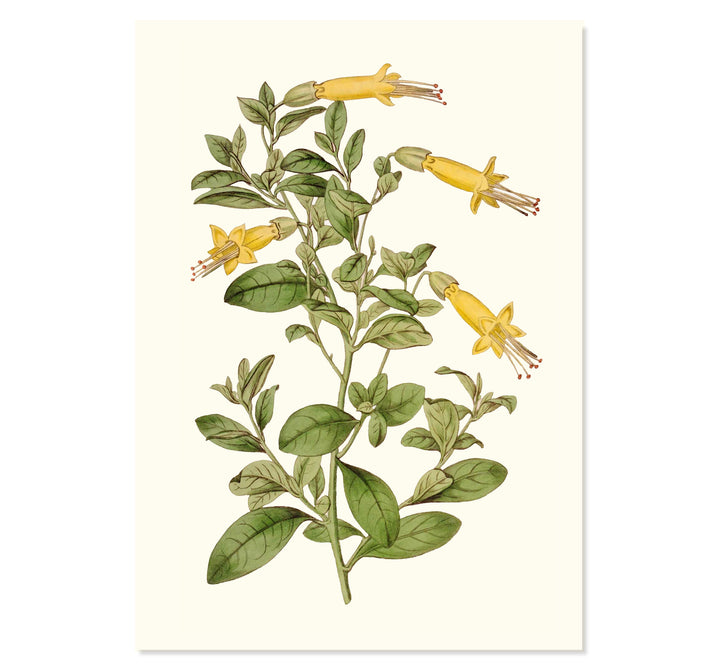 Vestia Foetida Botanical Art Print