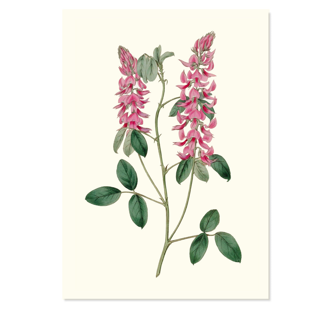 Vintage Indigofera Amoena Art Print