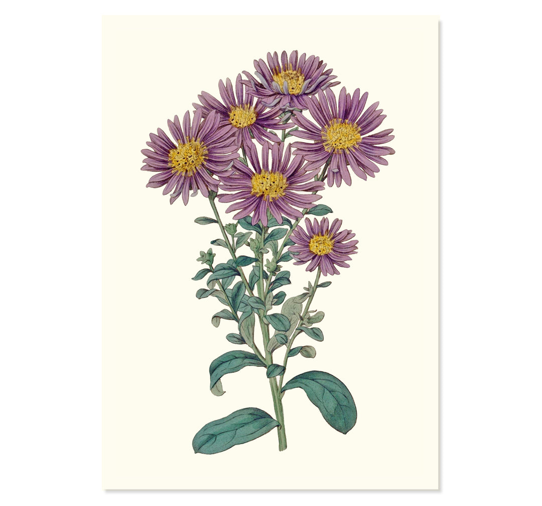 Aster Amellus Botanical Art Print