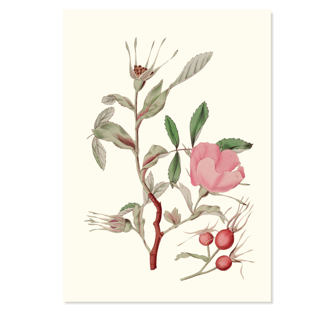 Vintage Rosa Canina Art Print