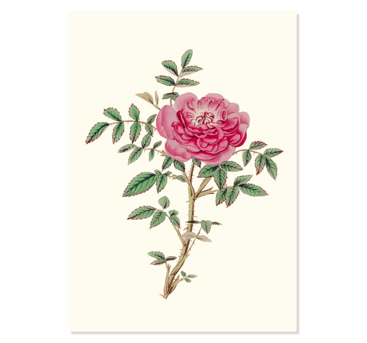 Rosa Microphylla Art Print