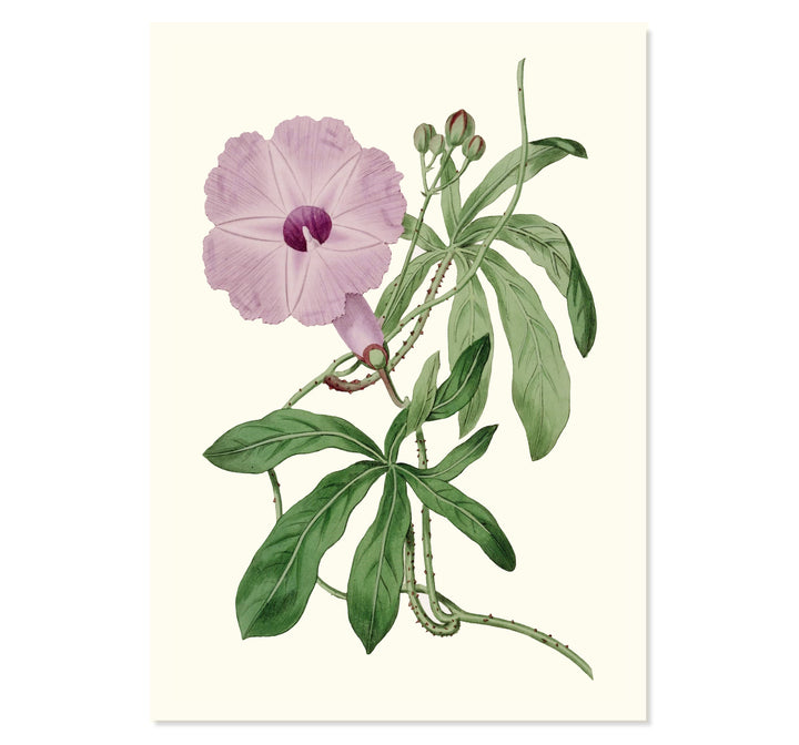 Ipomoea Setosa Art Print