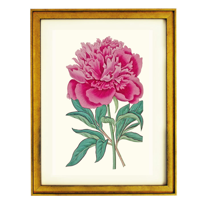 Vintage French Peony Art Print