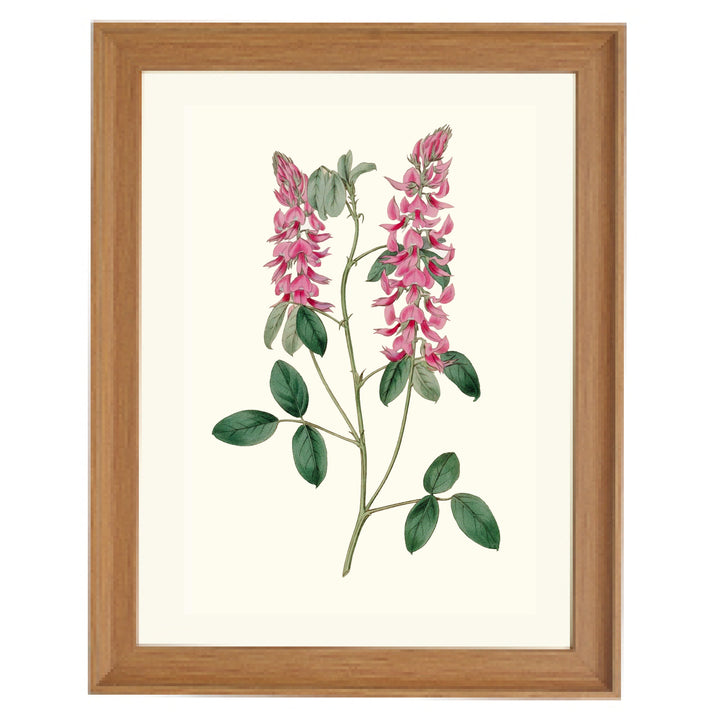 Vintage Indigofera Amoena Art Print