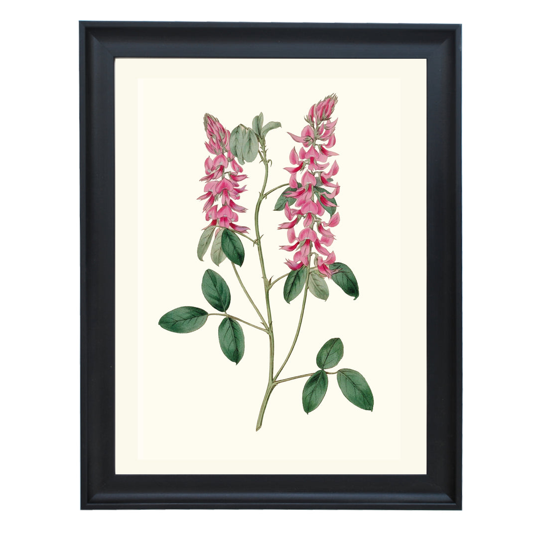 Vintage Indigofera Amoena Art Print