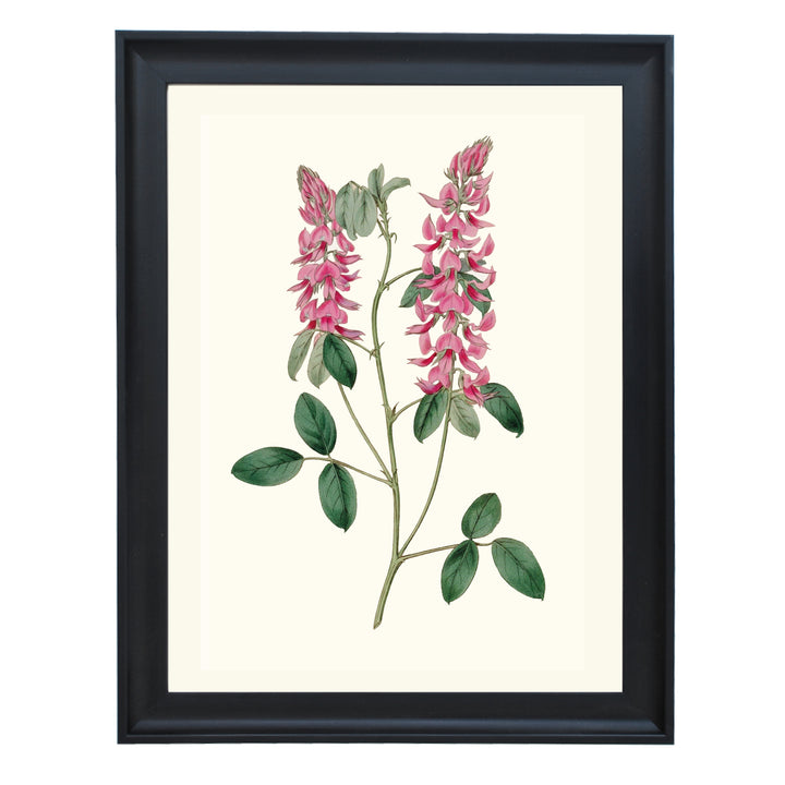 Vintage Indigofera Amoena Art Print