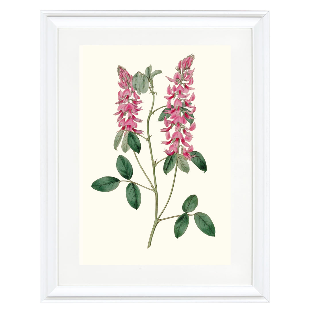 Vintage Indigofera Amoena Art Print