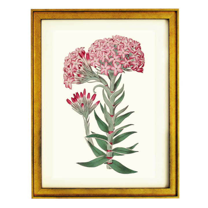 Vintage Sedum Telephium Art Print