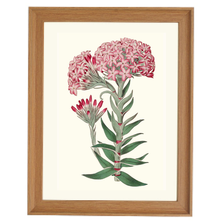 Vintage Sedum Telephium Art Print