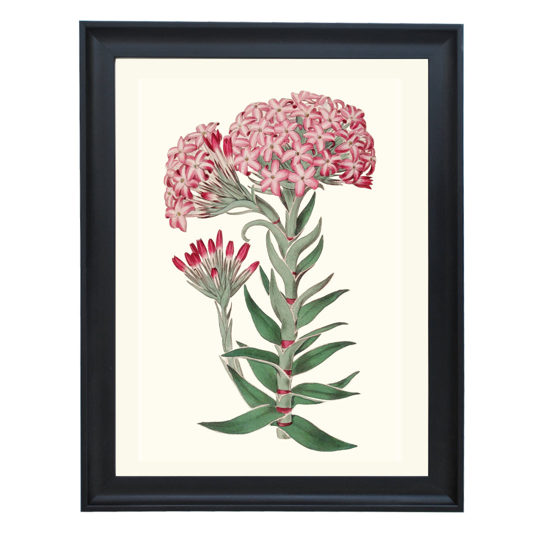 Vintage Sedum Telephium Art Print